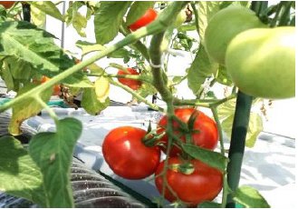 自然野菜オーガニックプランターほったらかしで安心野菜がどんどん育つ世界初の新技術電源不要!自動野菜栽培システム