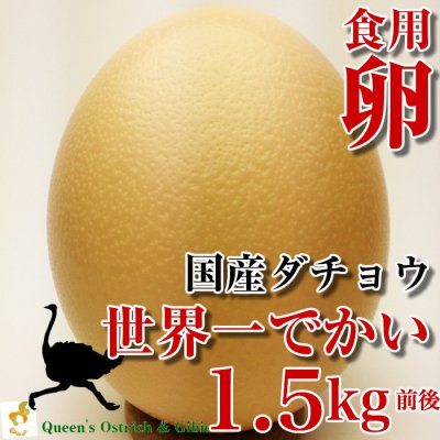 数量限定！【国産ダチョウ】世界一大きなダチョウの卵