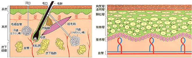 サンミモレ 燦美母麗 サンミモレS肌色32号（オークル系）内容量